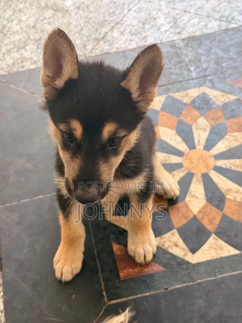 1-3 months Male Mixed Breed German Shepherd