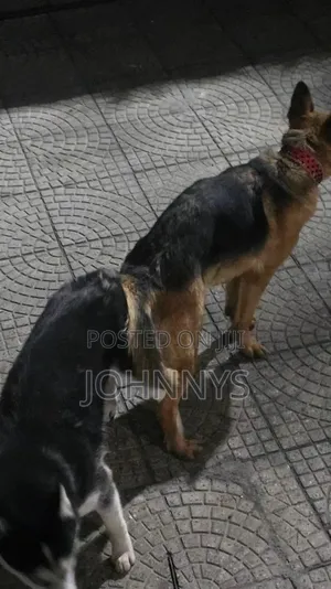 1-3 months Male Mixed Breed German Shepherd