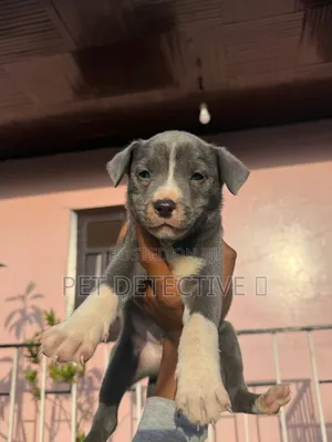 1-3 months Male Purebred American Pit Bull Terrier