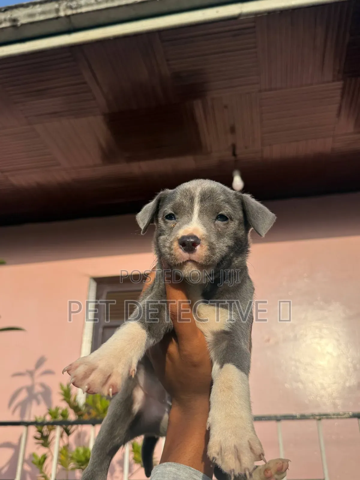 1-3 months Male Purebred American Pit Bull Terrier