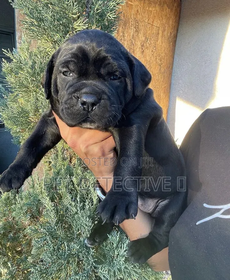 1-3 months Male Purebred Cane Corso