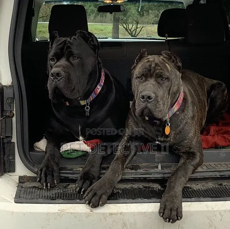 1-3 months Male Purebred Cane Corso