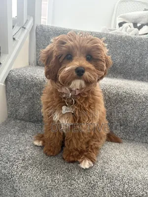1-3 months Male Purebred Yorkipoo