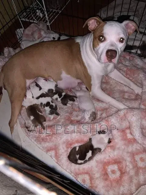 1-3 months Male Purebred American Pit Bull Terrier