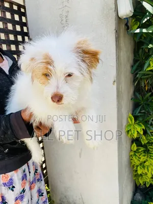 1-3 months Male Purebred Maltese