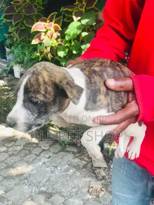 1-3 months Male Purebred American Pit Bull Terrier