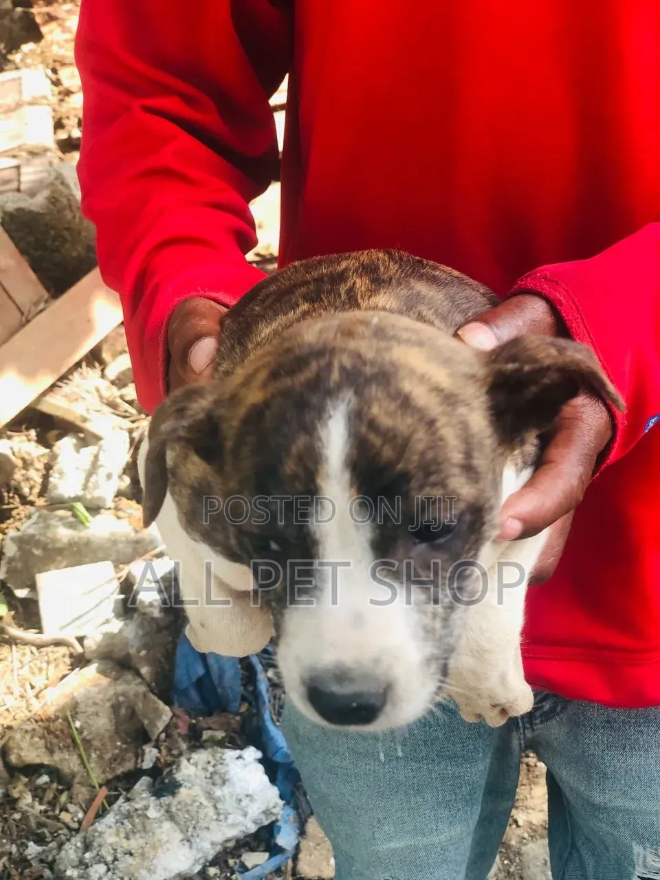1-3 months Male Purebred American Pit Bull Terrier