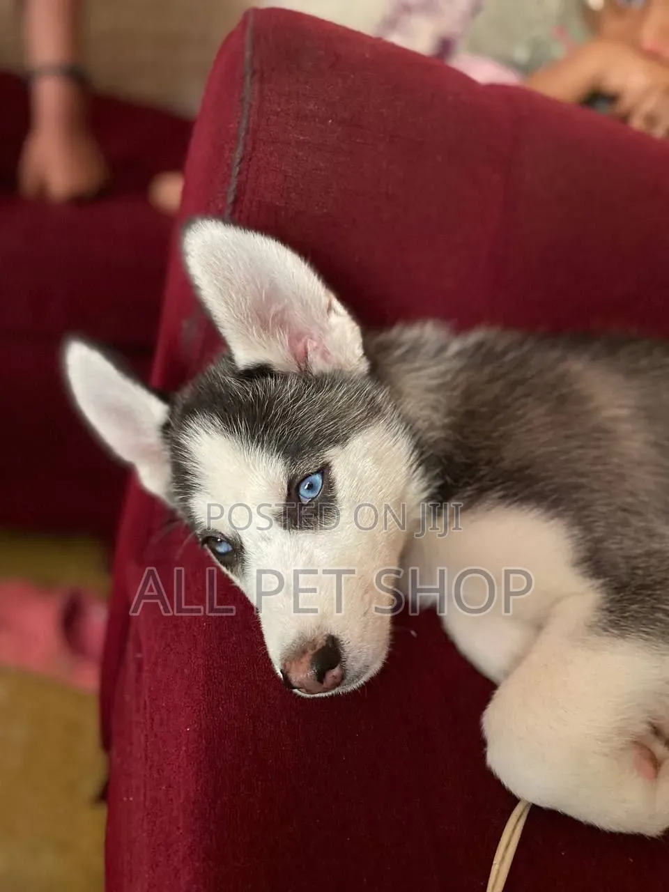 1-3 months Male Purebred Siberian Husky