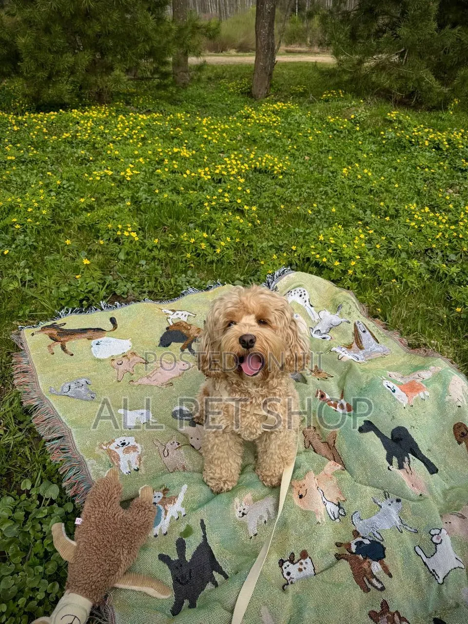 1-3 months Male Purebred Poodle