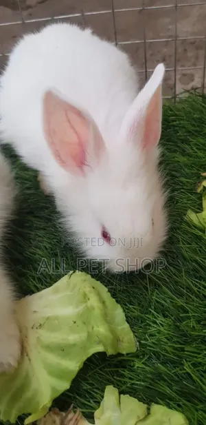 Rabbit 🐇🐇🐇🐇🐇🐇🐇🐇🐇🐇