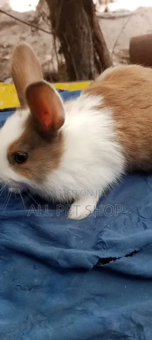 Rabbit on the Way