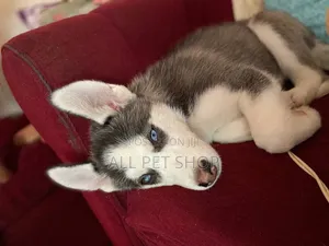 1-3 months Male Purebred Siberian Husky