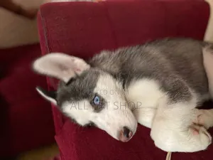 1-3 months Male Purebred Siberian Husky