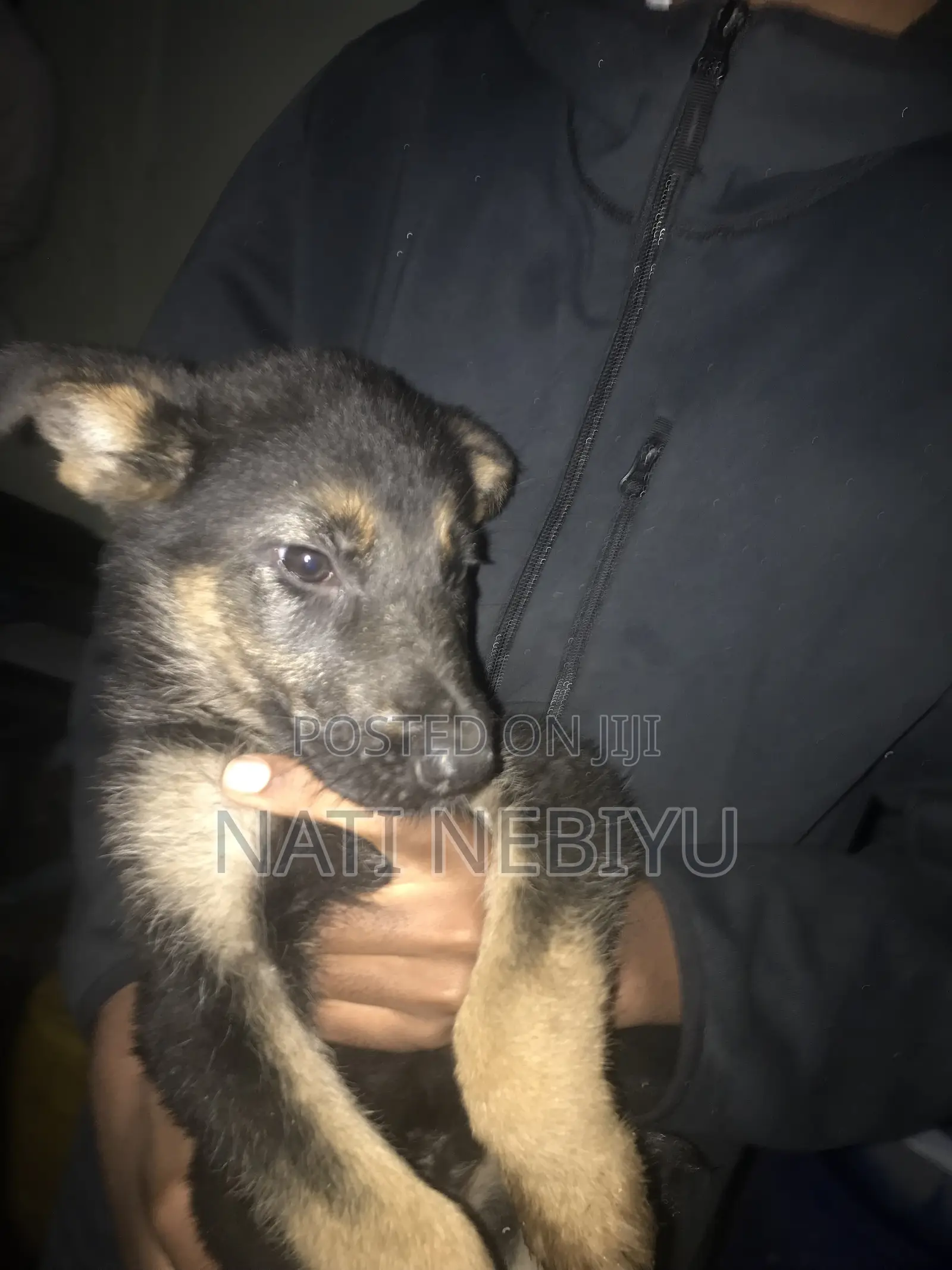 1-3 months Female Purebred German Shepherd