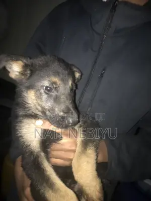 1-3 months Female Purebred German Shepherd