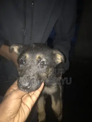 1-3 months Female Purebred German Shepherd