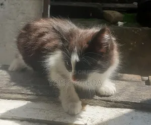 3-6 months Male Mixed Breed Abyssinian