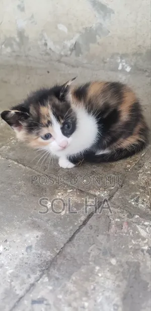 1+ year Male Mixed Breed Cat