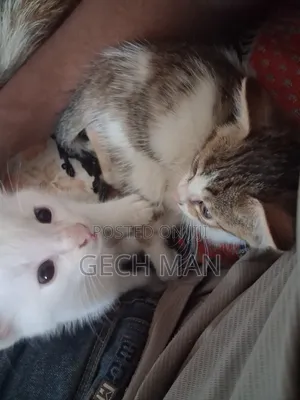 1-3 months Female Mixed Breed Abyssinian