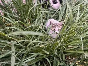 1-3 months Female Purebred Abyssinian