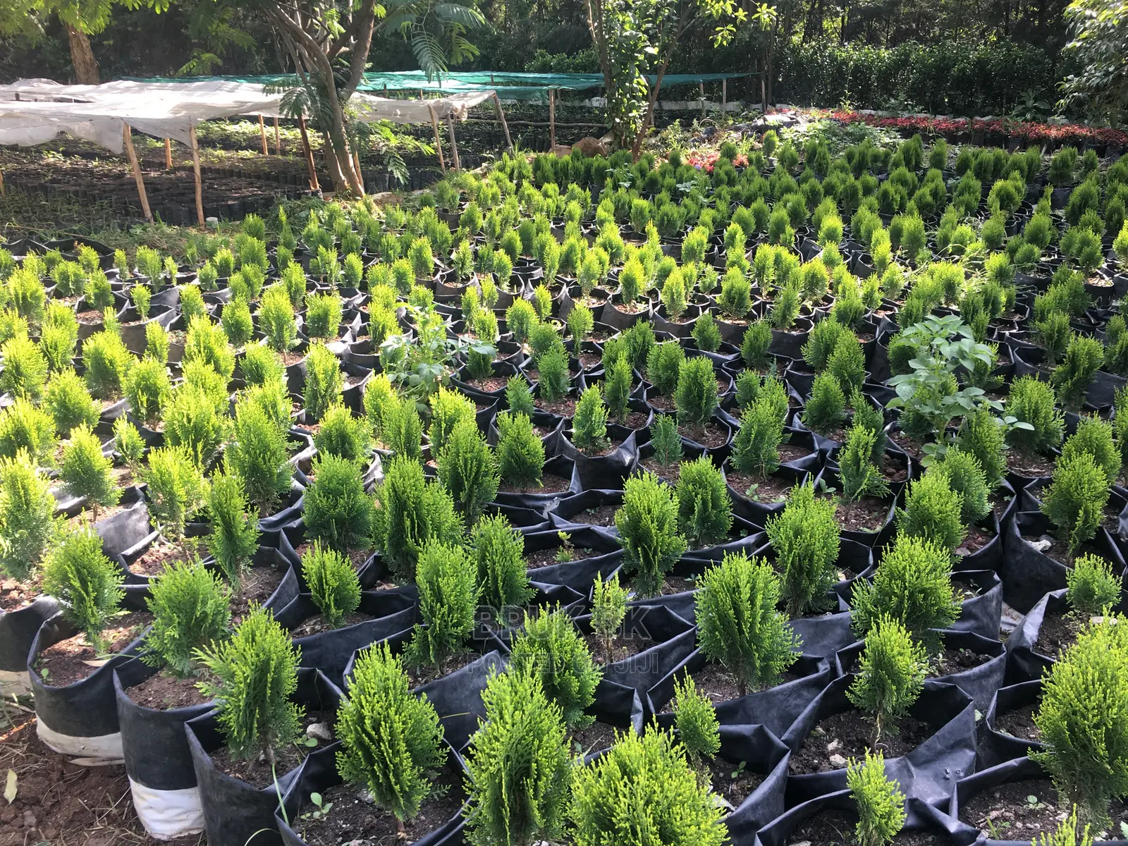 Variety of Plants