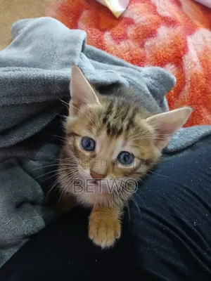 0-1 month Male Mixed Breed Bengal