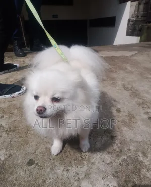 1-3 months Male Purebred Pomeranian