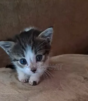 0-1 month Female Mixed Breed Tabby