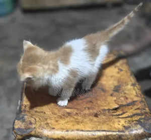 0-1 month Male Purebred Abyssinian