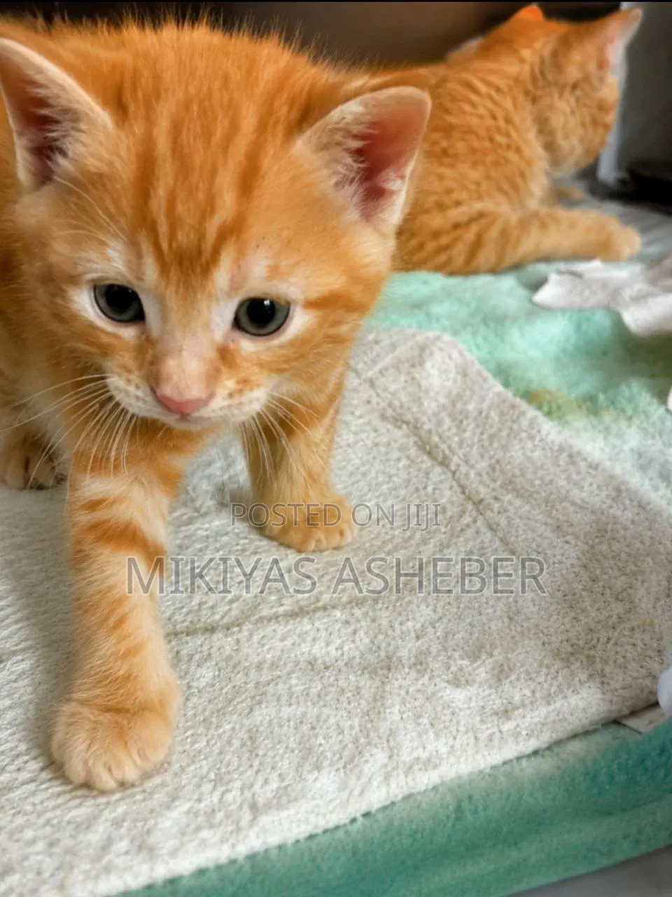 1-3 months Male Purebred American Shorthair