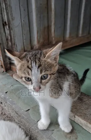 1-3 months Female Mixed Breed American Wirehair
