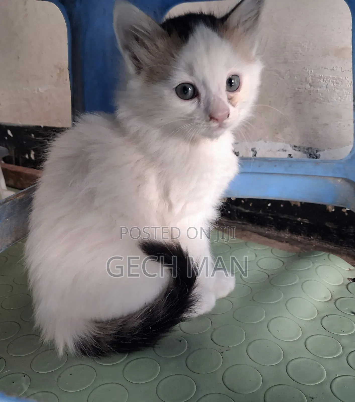 1-3 months Female Mixed Breed American Curl