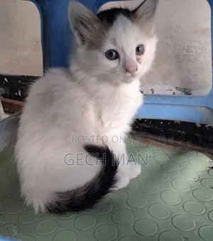 1-3 months Female Mixed Breed American Curl