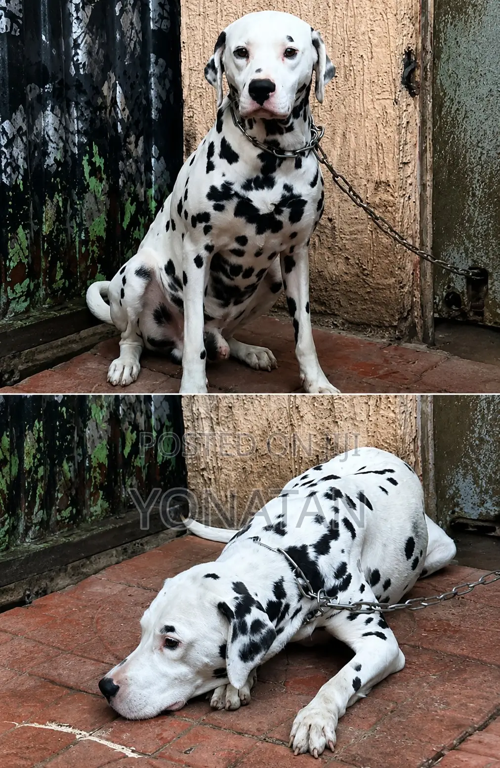 3-6 months Male Purebred Dalmatian