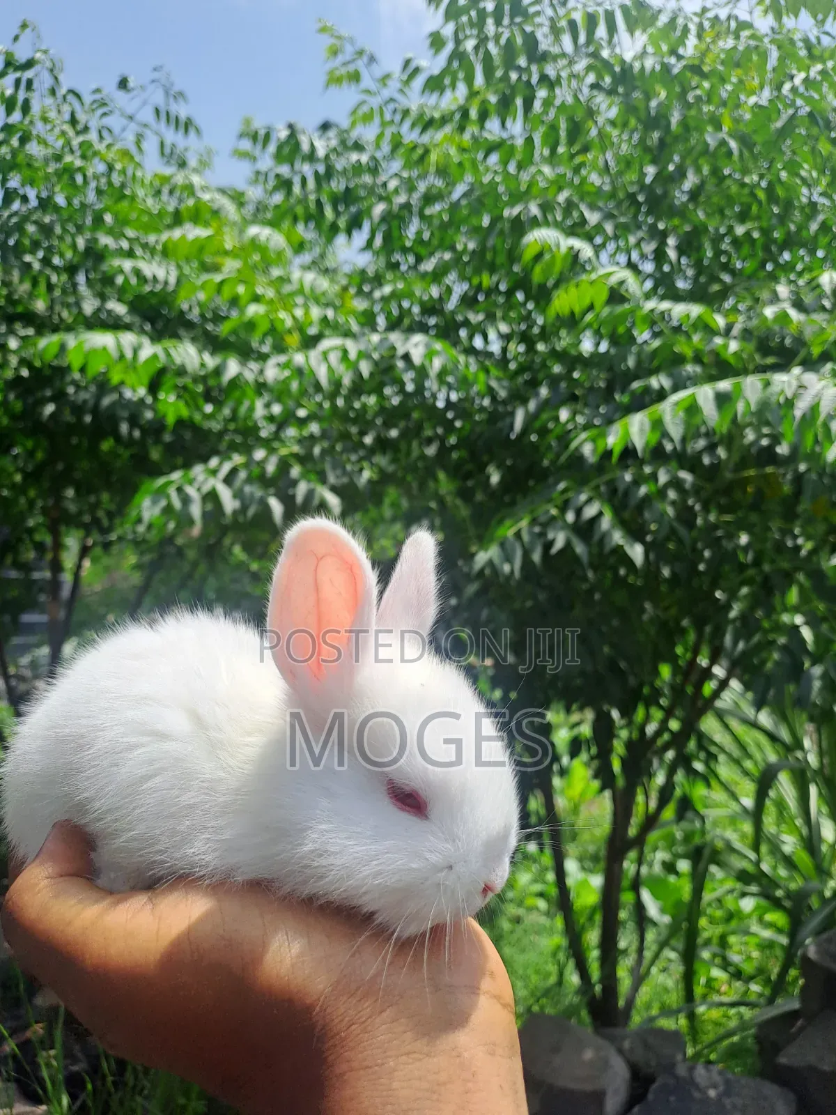 Baby Rabbit