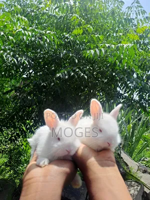 Baby Rabbit