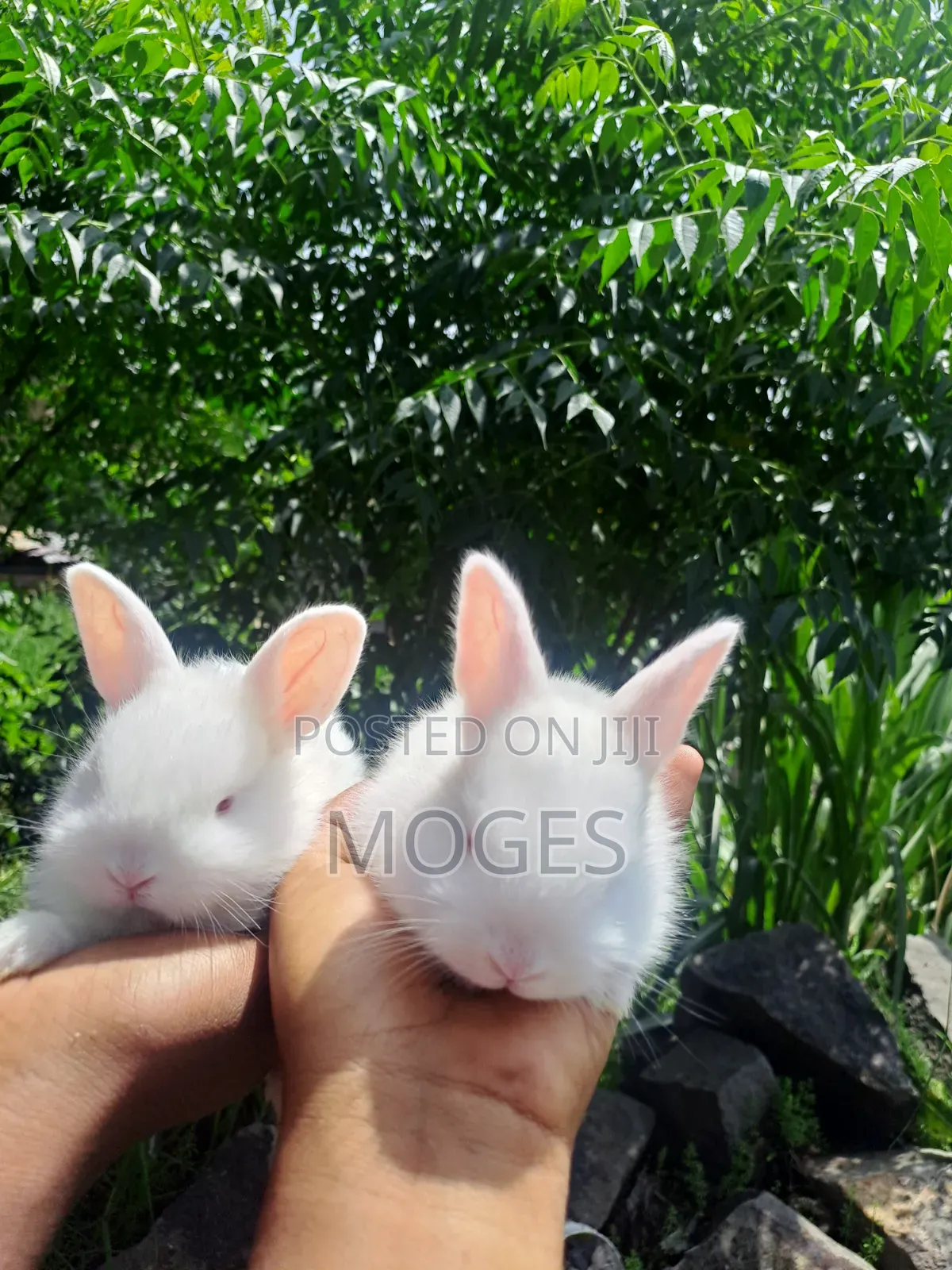 Baby Rabbit