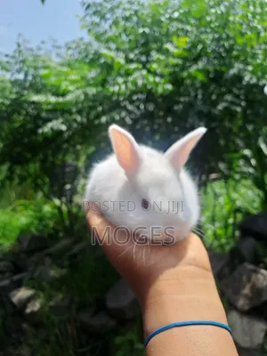 Baby Rabbit