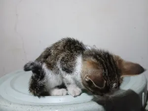 3-6 months Female Mixed Breed Abyssinian