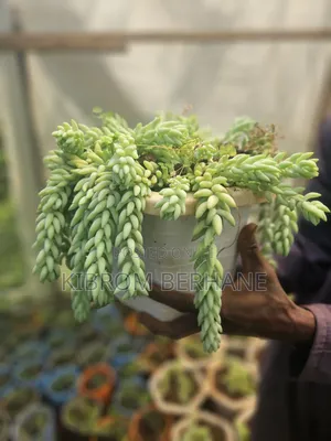 Donkey Tail Succulent