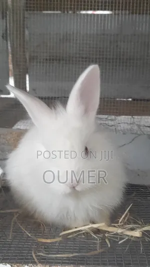 Rabbits Other Animals Sell