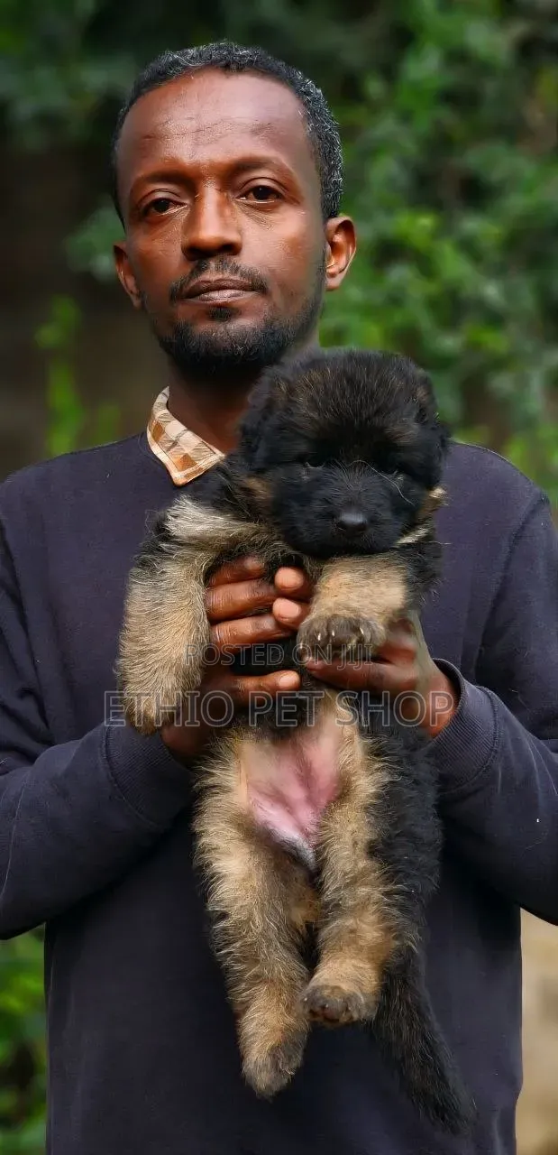 1-3 months Male Purebred German Shepherd