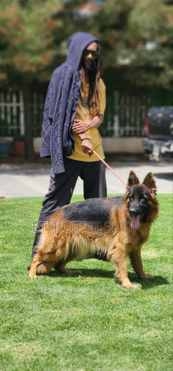 1-3 months Male Purebred German Shepherd