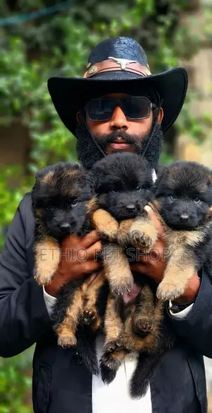 1-3 months Male Purebred German Shepherd