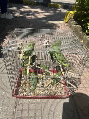 House Parrots