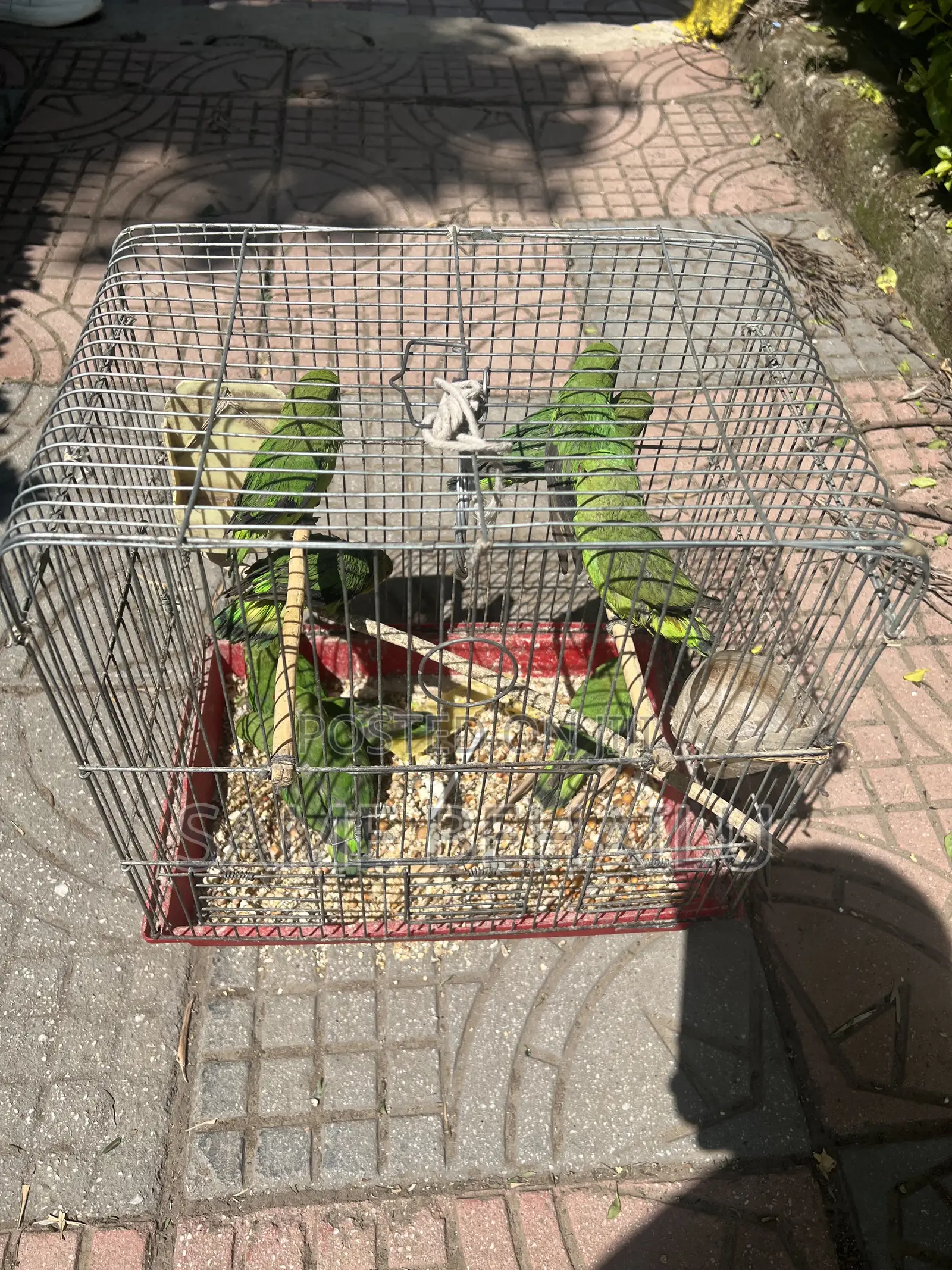 House Parrots