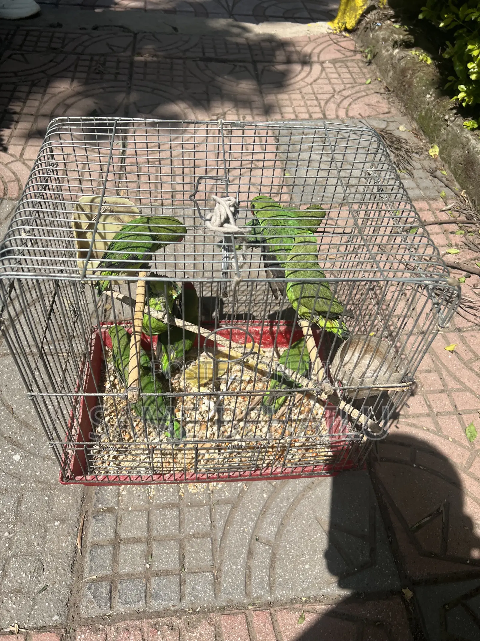House Parrots