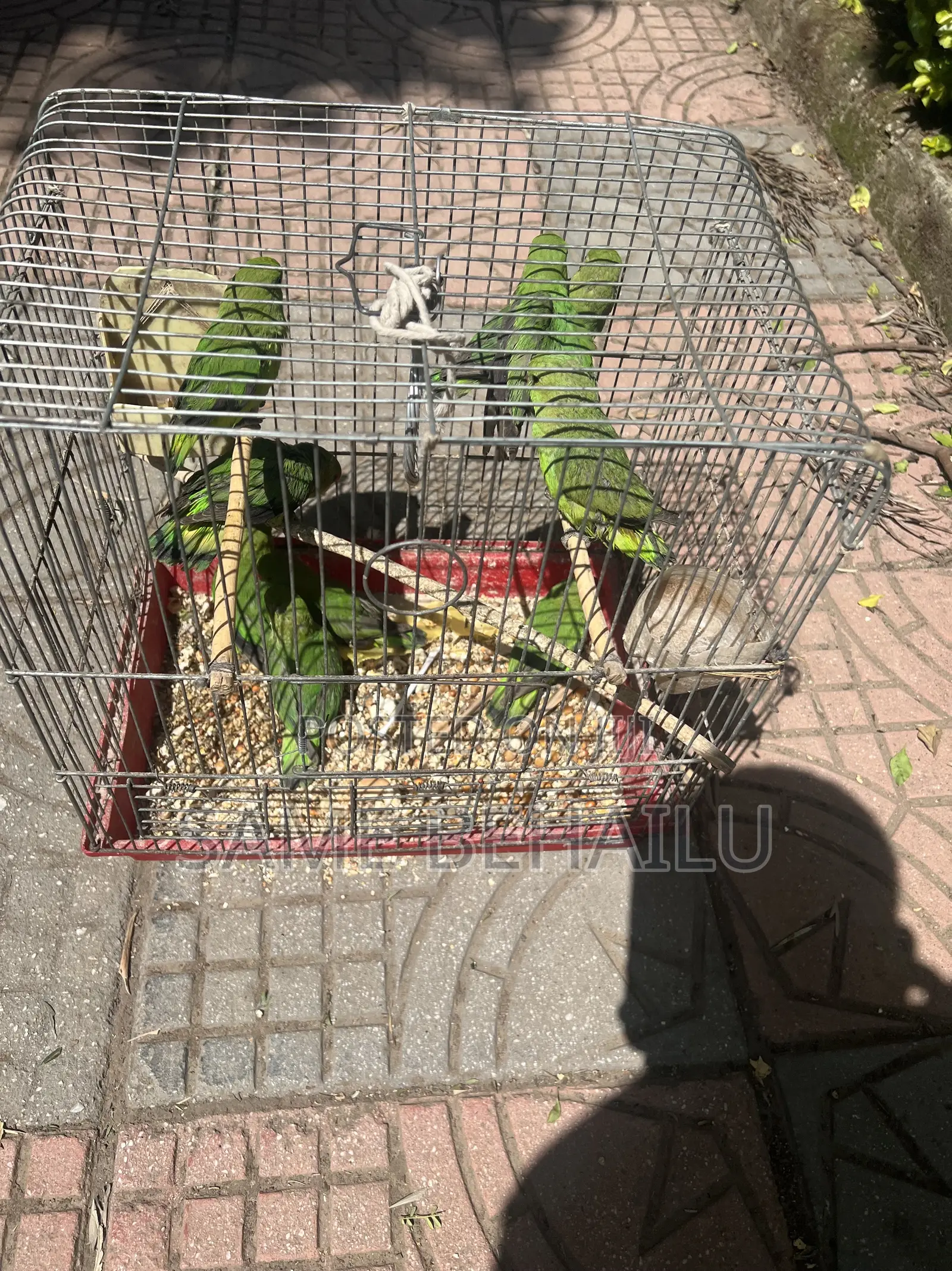 House Parrots