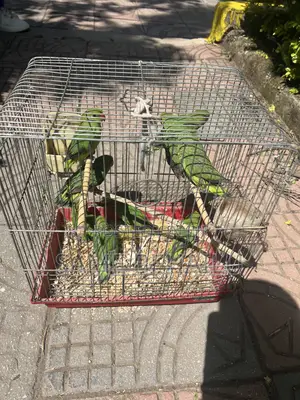 House Parrots