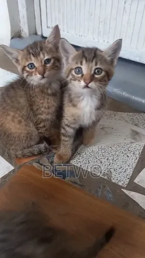 0-1 month Female Mixed Breed Balinese